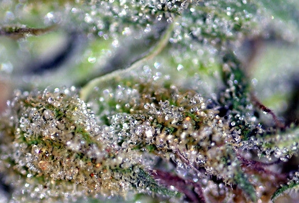 Colorado Pure "zeroTHC" Terpenes